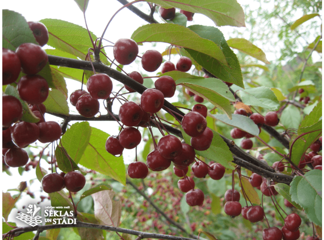 Malus × purpurea   'Professor August Waaga'
